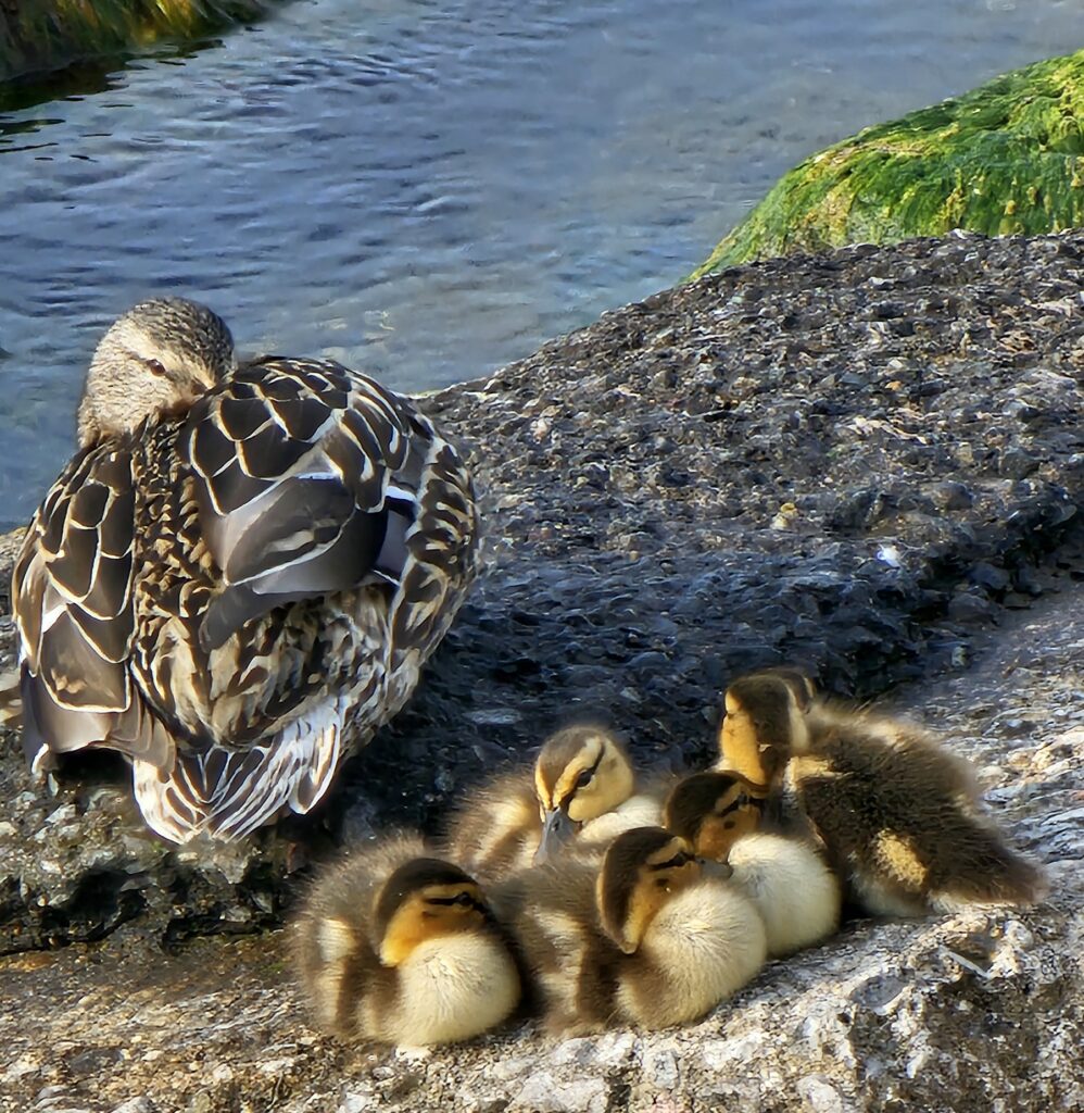 Photo of Momma Duck and ducklings